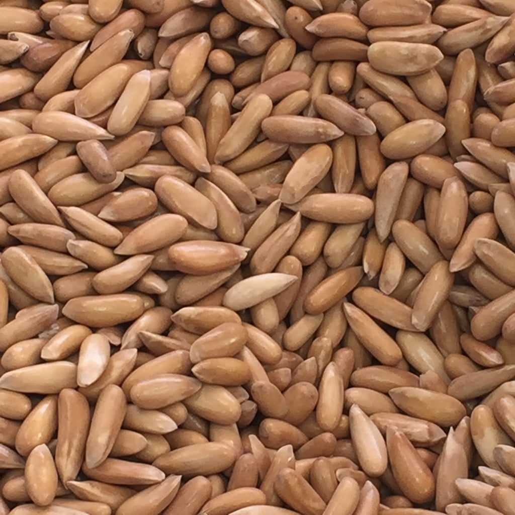 Traditional Roasted Pine Nuts (Unshelled)