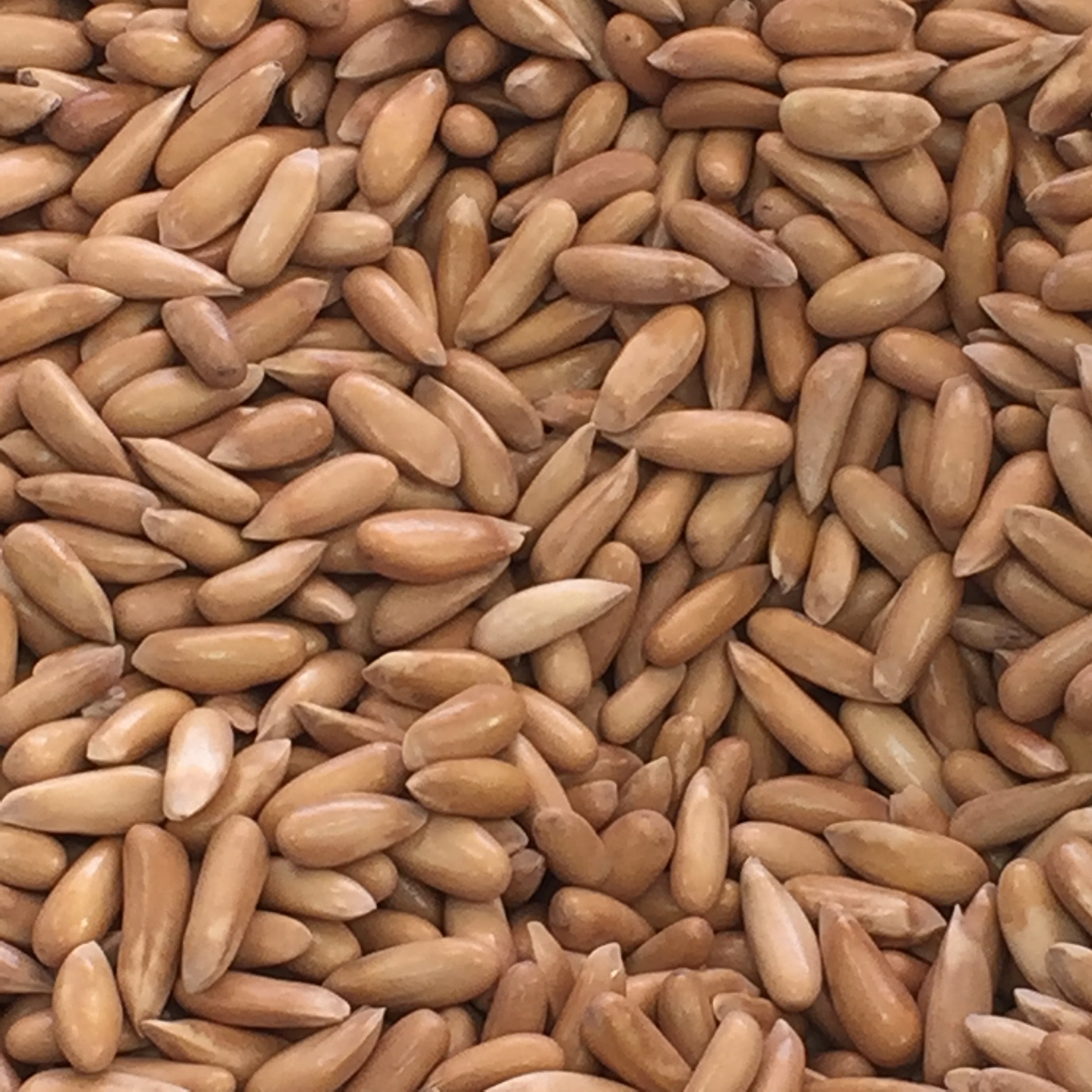 Traditional Roasted Pine Nuts (Unshelled)